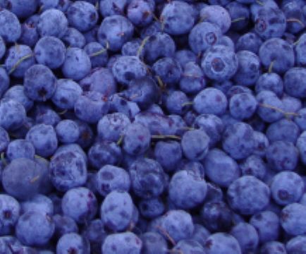Iqf Wild Blueberry  (Sales6 At Lgberry Dot Com Dot Cn)